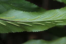 Image de Asplenium serra Langsd. & Fischer