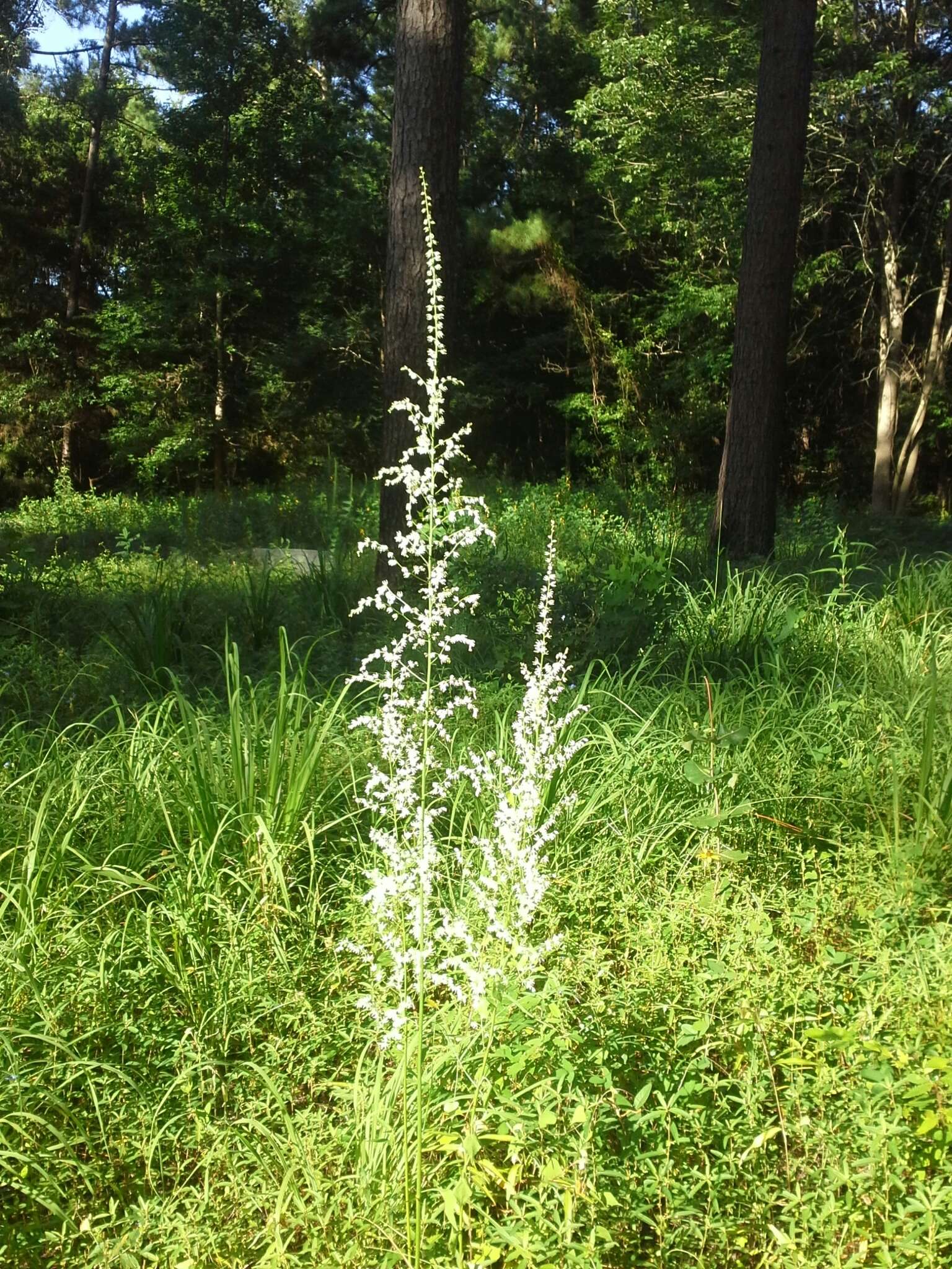 Image of Eastern Featherbells