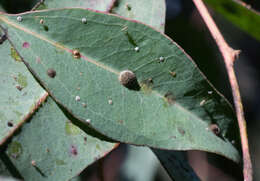 Image of Red gum lerp psyllid