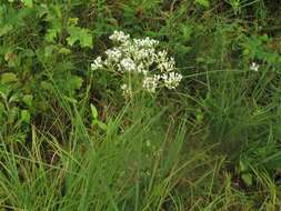 <i>Eupatorium <i>rotundifolium</i></i> var. rotundifolium的圖片