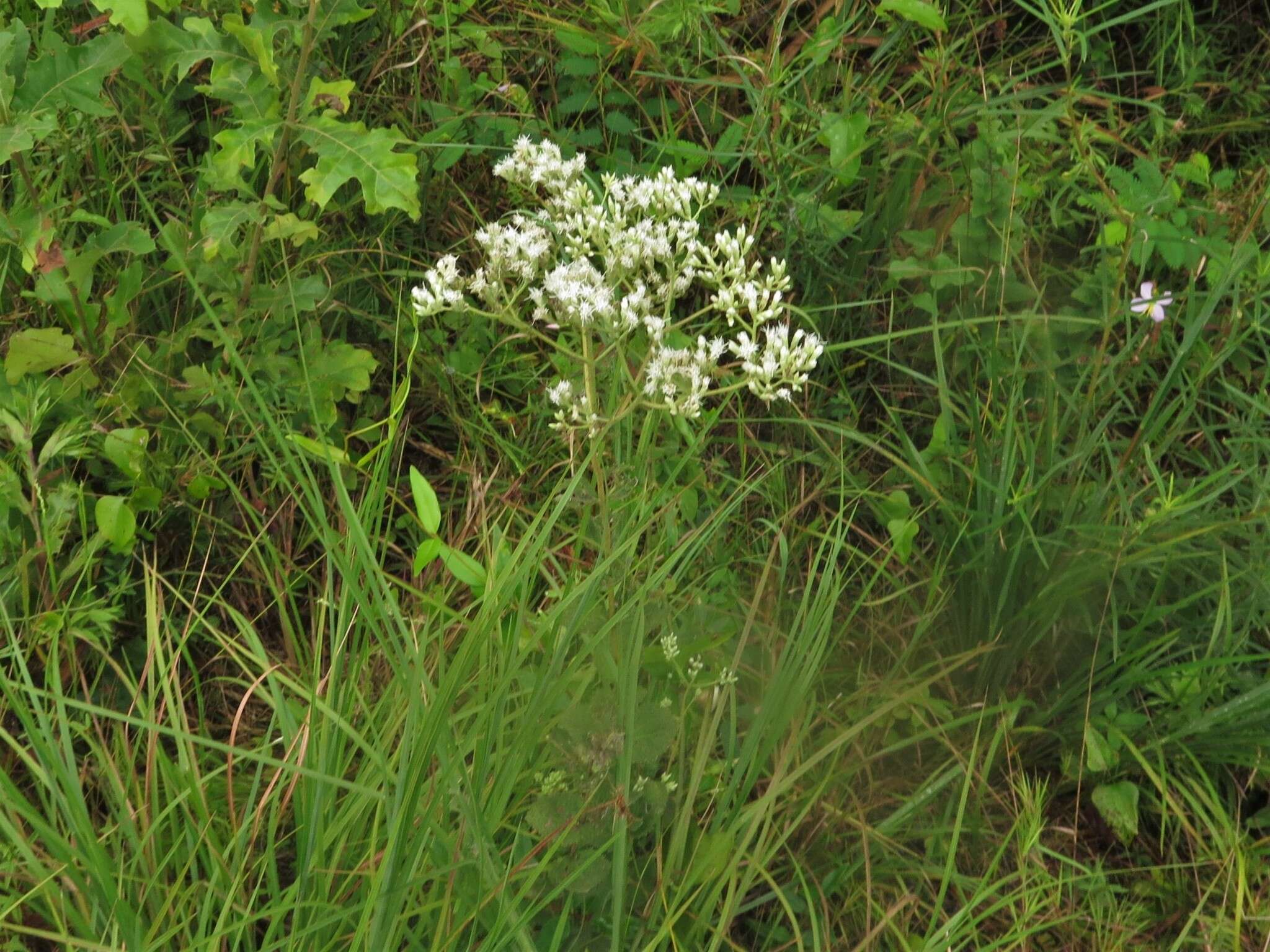 <i>Eupatorium <i>rotundifolium</i></i> var. rotundifolium resmi