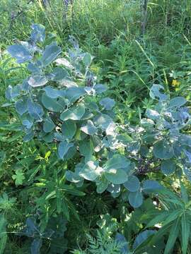 Image de Salix lanata L.