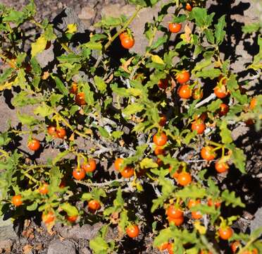 Image of Solanum tomentosum L.