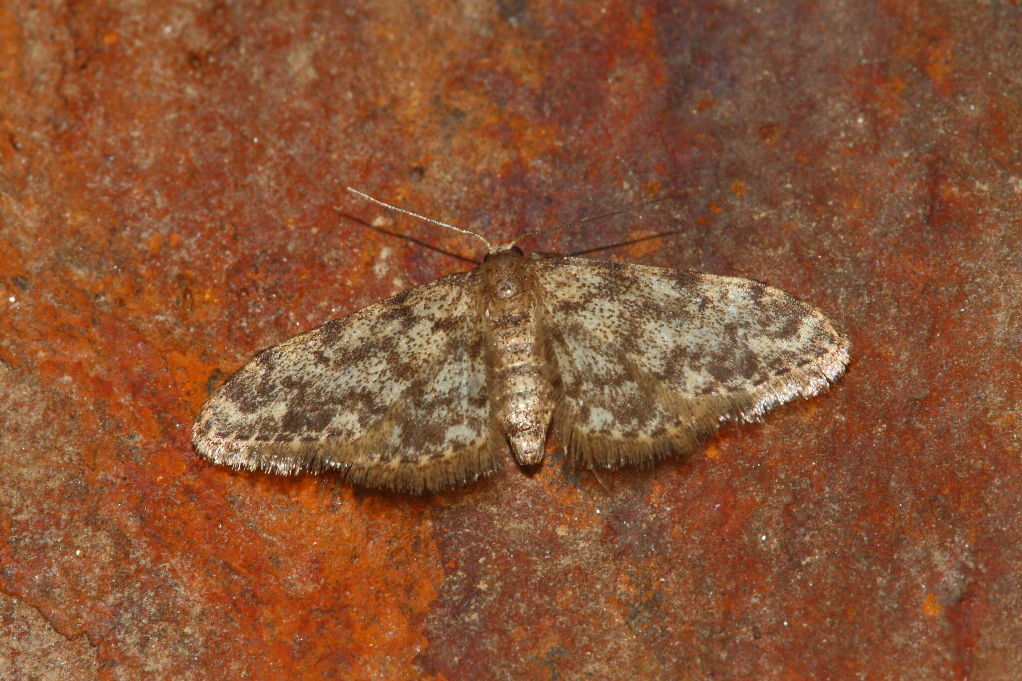 Image of Idaea barbuti