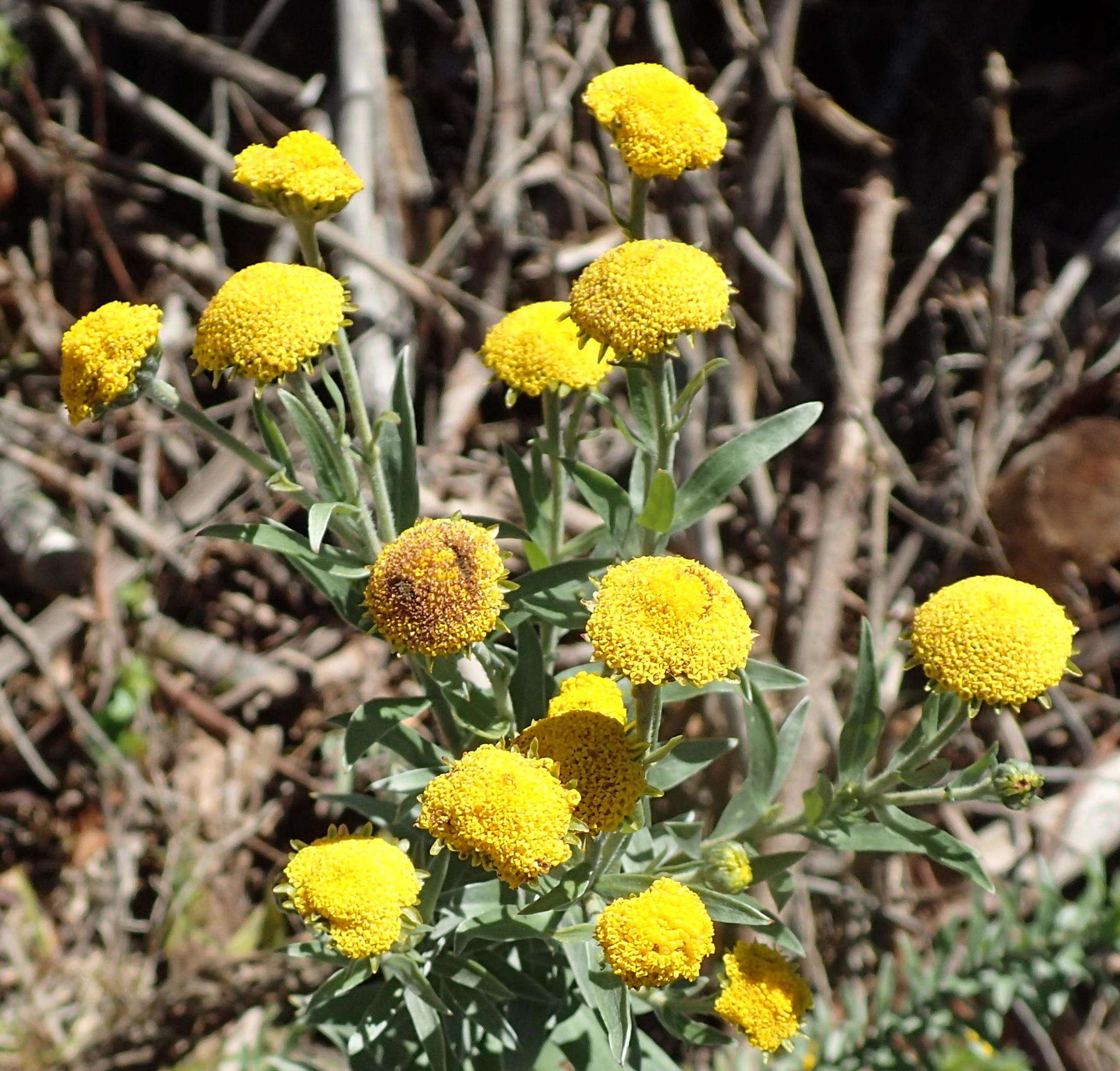 Image of Schistostephium umbellatum (L. fil.) K. Bremer & C. J. Humphries