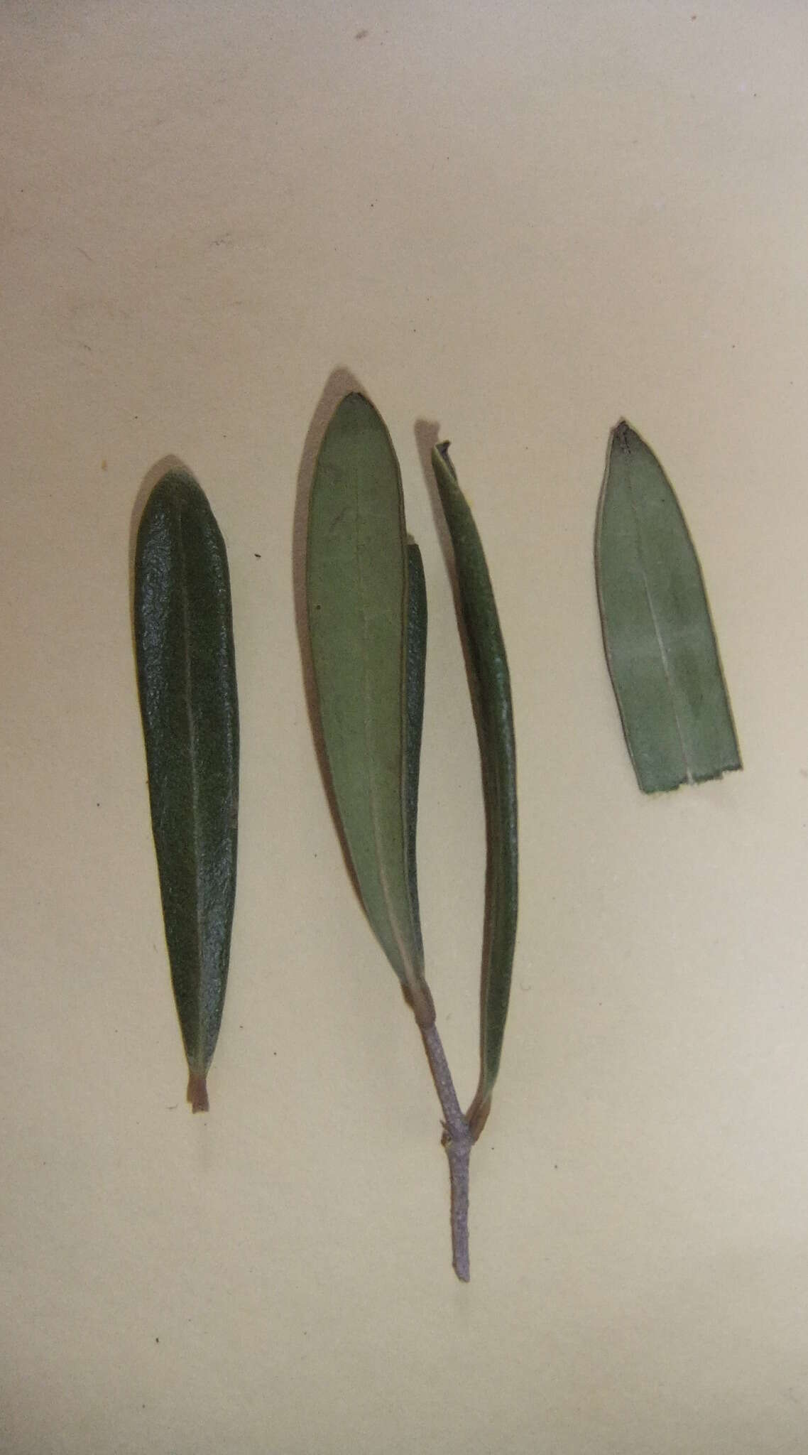 Image of African olive