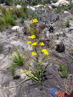 Image of Moraea ramosissima (L. fil.) Druce