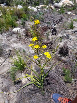 Image of Moraea ramosissima (L. fil.) Druce