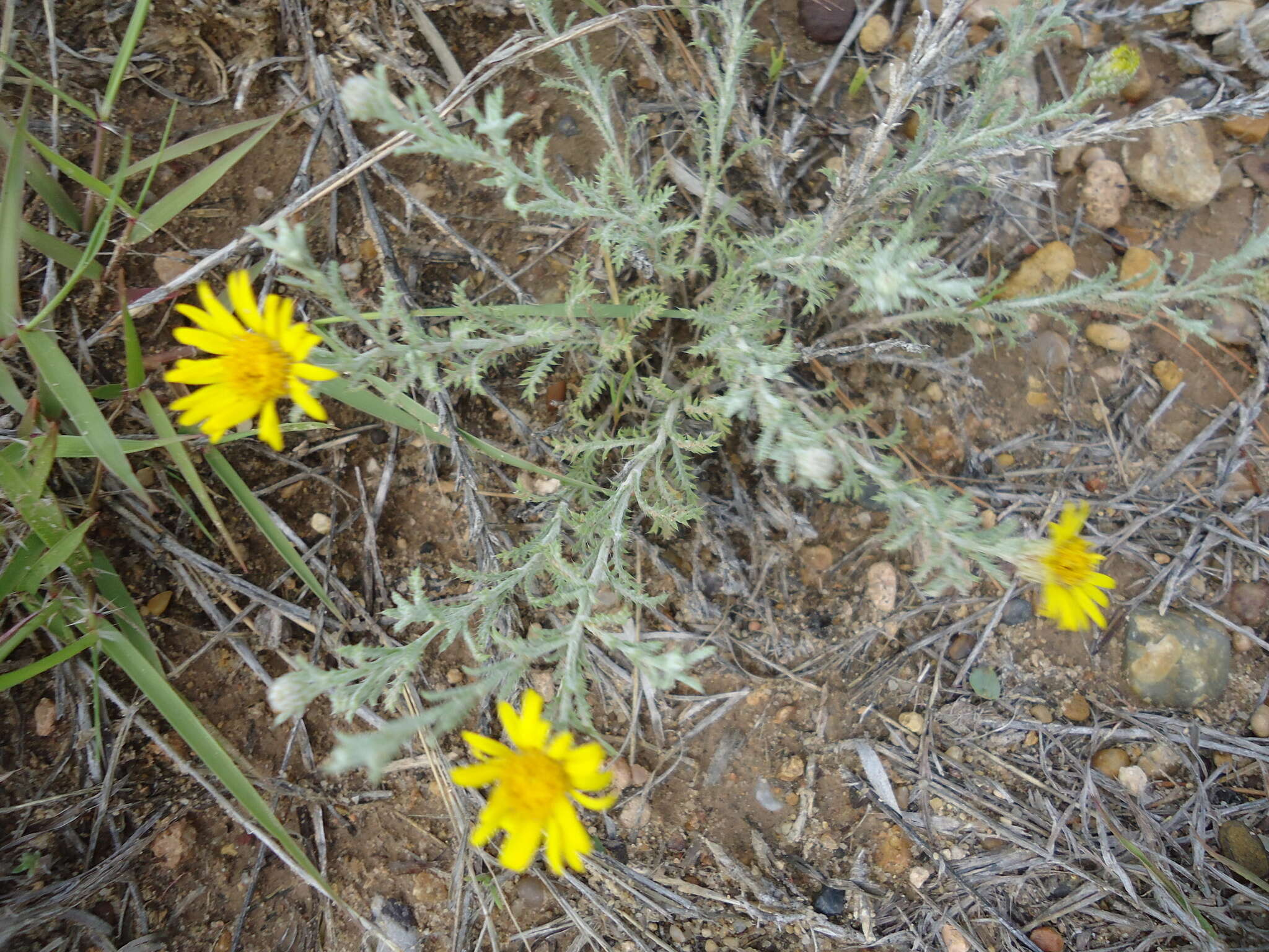 Sivun Xanthisma spinulosum (Pursh) D. R. Morgan & R. L. Hartman kuva