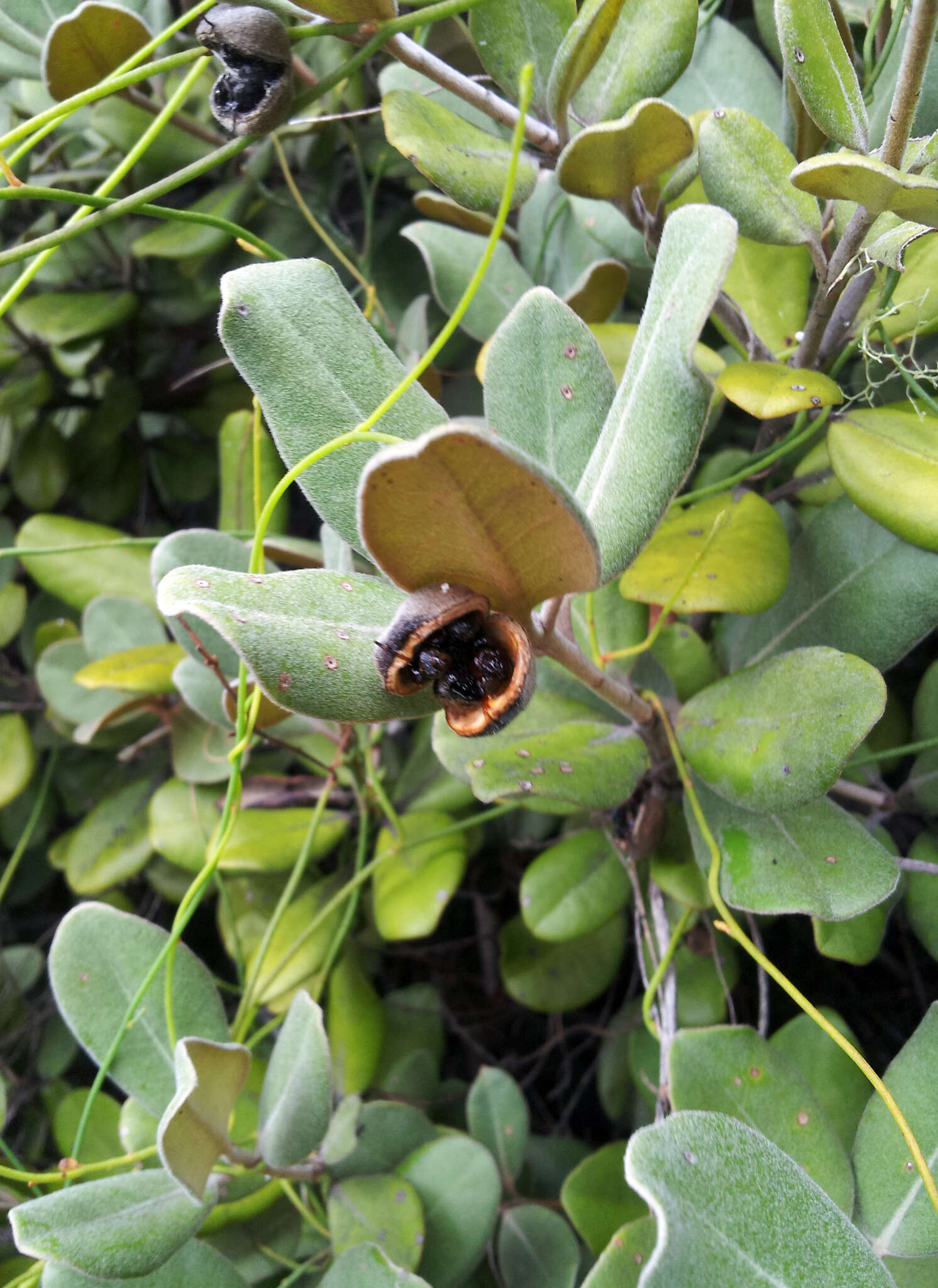 Image of Pittosporum serpentinum (de Lange) de Lange