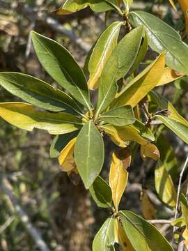 Image of Climbing butterspoon