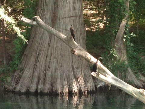 Image of Neotropic Cormorant