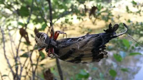 Image of Spotted Orbweaver