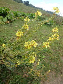 Image de Verbascum pyramidatum Bieb.