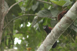 Image of brown-mantled tamarin