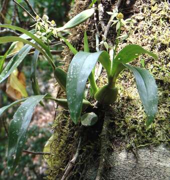 Image of Prosthechea trulla (Rchb. fil.) W. E. Higgins