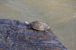 Image of William’s South-American Side-necked Turtle