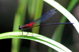 Image of Hetaerina fuscoguttata Selys 1878