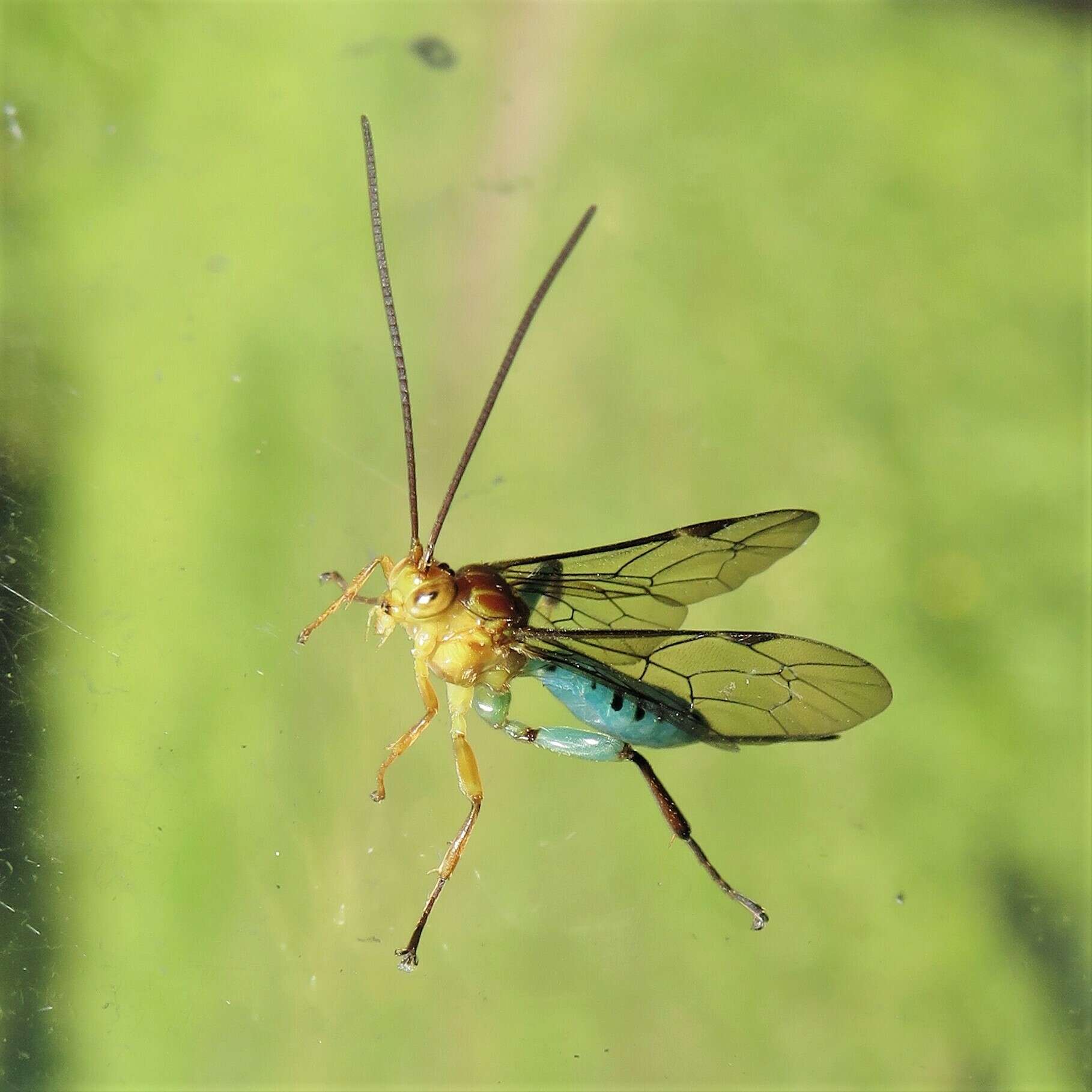 Image of Theronia maculosa Krieger 1906