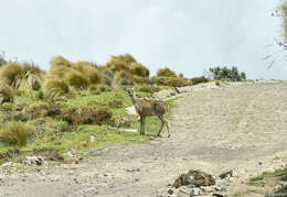 Image of Odocoileus virginianus ustus Trouessart 1910