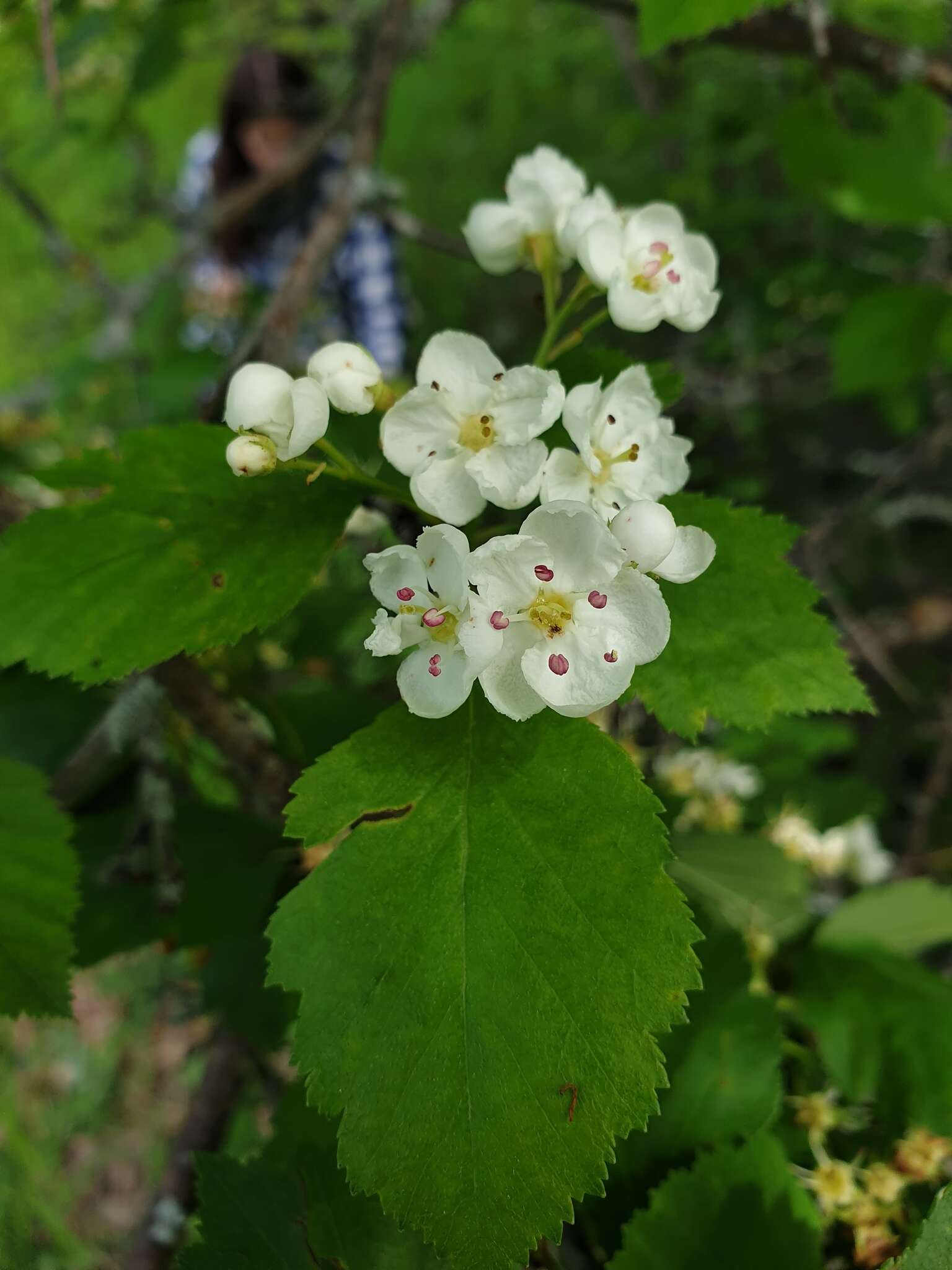 Plancia ëd Crataegus scabrida Sarg.