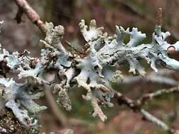 Image of Hypotrachyna lichen