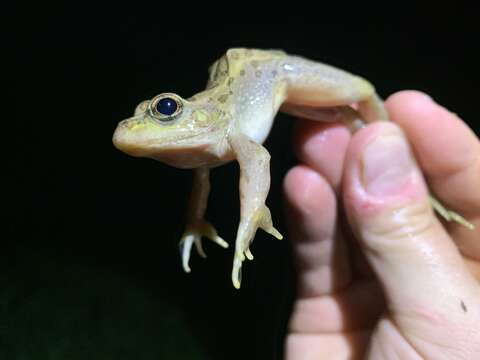 Image of Relict Leopard Frog