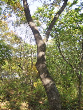 Image of Fraxinus chinensis subsp. rhynchophylla (Hance) A. E. Murray