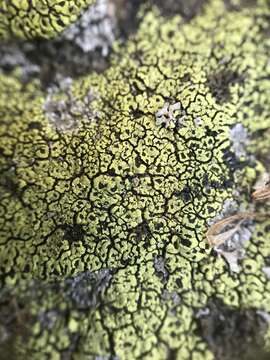 Image of lecanora map lichen