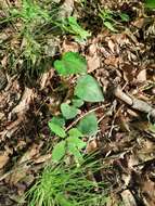 Image de Hedera pastuchovii Woronow