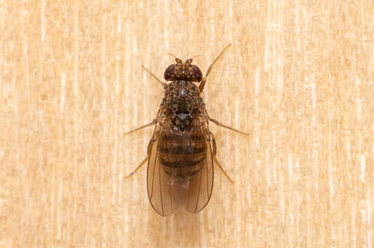 Image of Pomace fly