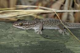 Image of Gehyra versicolor Hutchinson, Sistrom, Donnellan & Hutchinson 2014