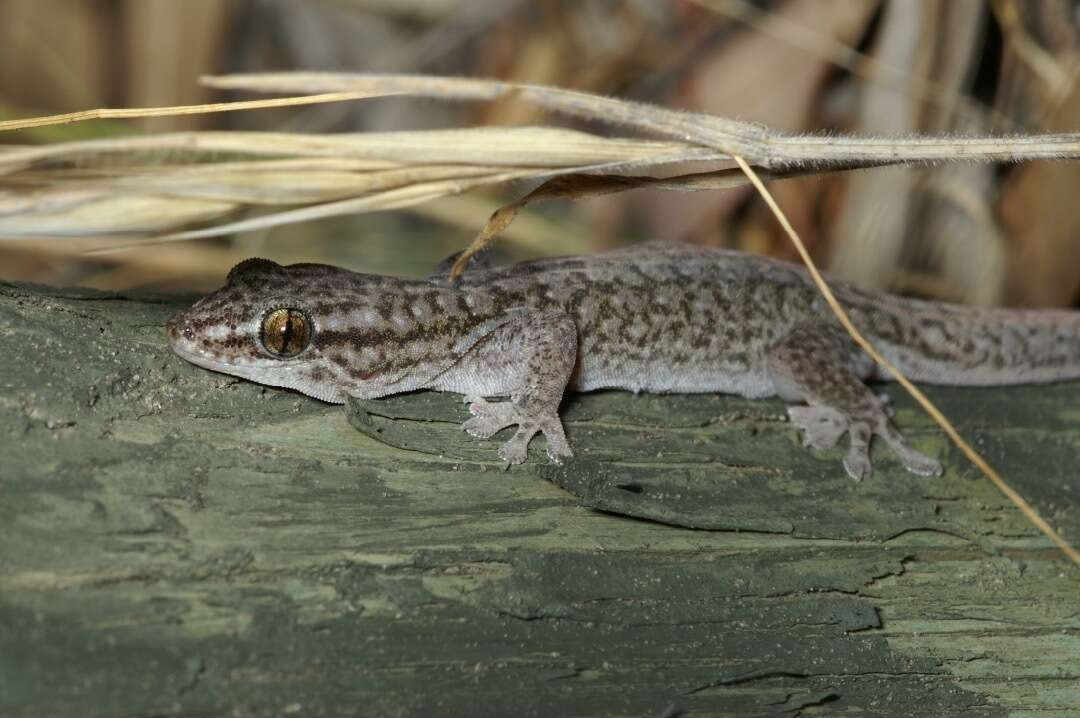 Image of Gehyra versicolor Hutchinson, Sistrom, Donnellan & Hutchinson 2014