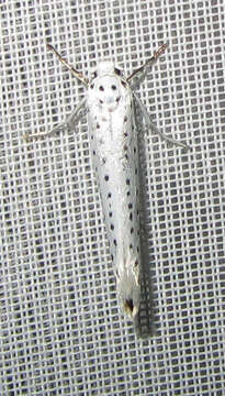 Imagem de Yponomeuta evonymella Linnaeus 1758