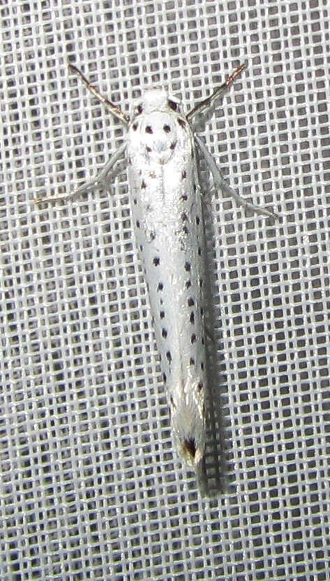 Imagem de Yponomeuta evonymella Linnaeus 1758