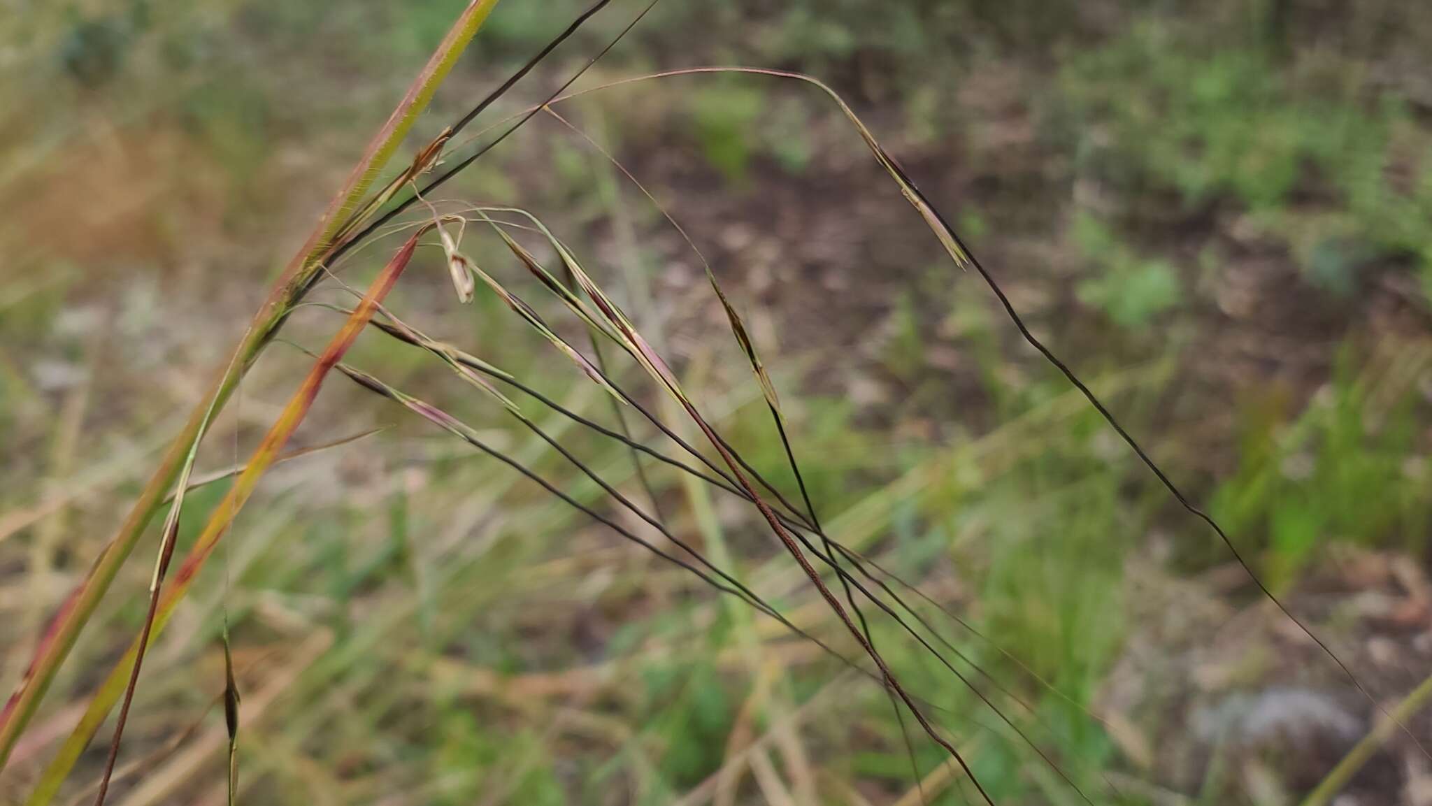 Plancia ëd Chrysopogon pauciflorus (Chapm.) Benth. ex Vasey