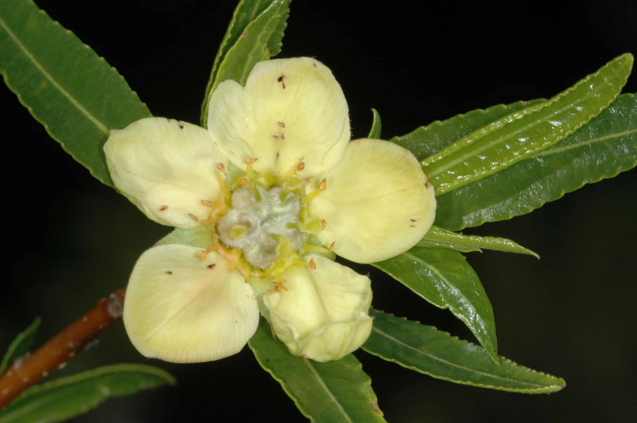 Kageneckia lanceolata Ruiz & Pav.的圖片