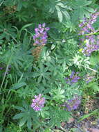 Image of broadleaf lupine