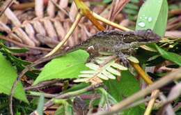 Image of Blemished Anole