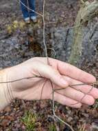 Image of American hornbeam