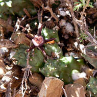 Image de Ceropegia caespitosa subsp. caespitosa