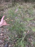 Image of Melaleuca diosmatifolia Dum.-Cours.