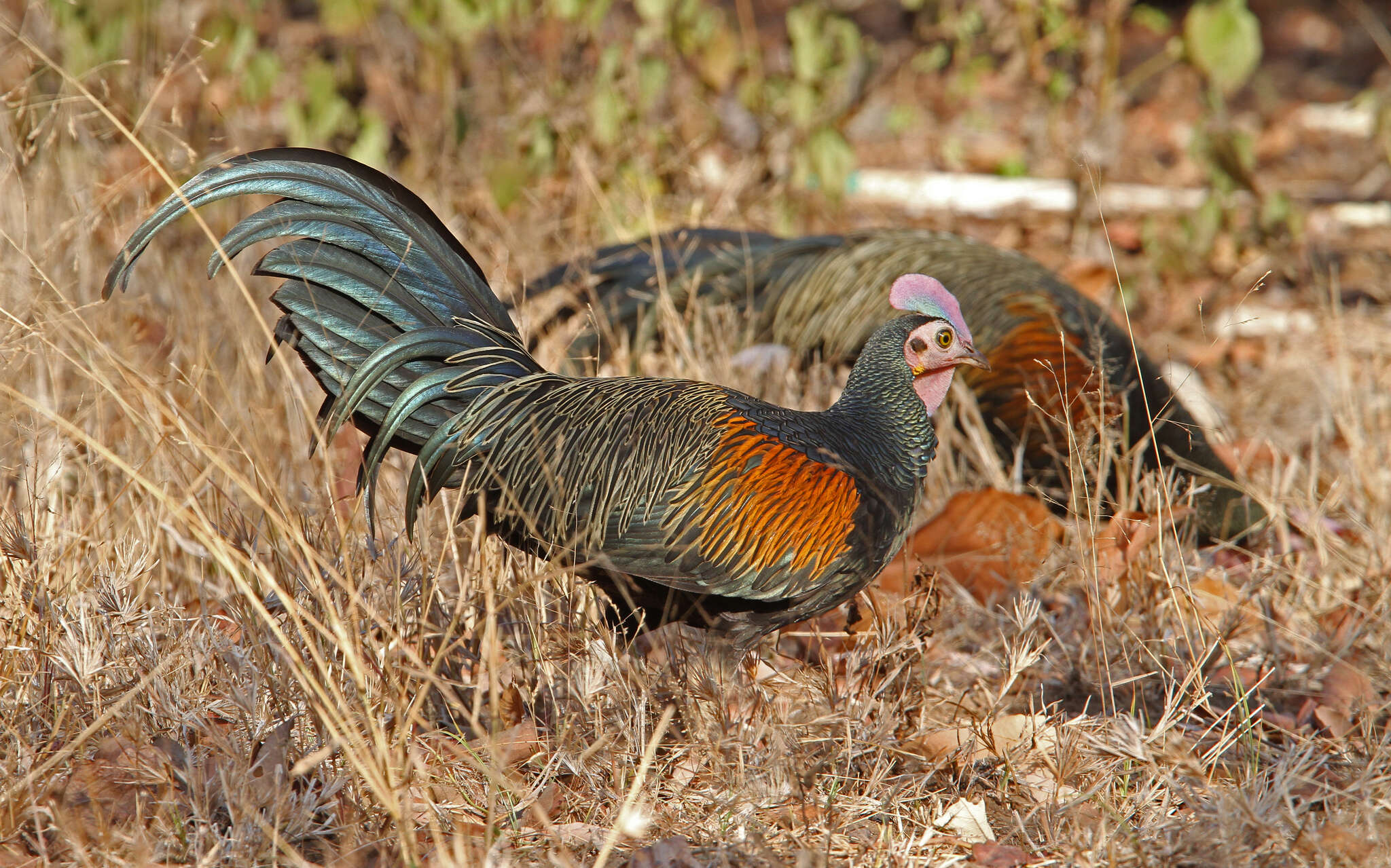 Image of Green Junglefowl