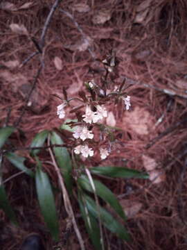 Слика од Prosthechea varicosa (Bateman ex Lindl.) W. E. Higgins