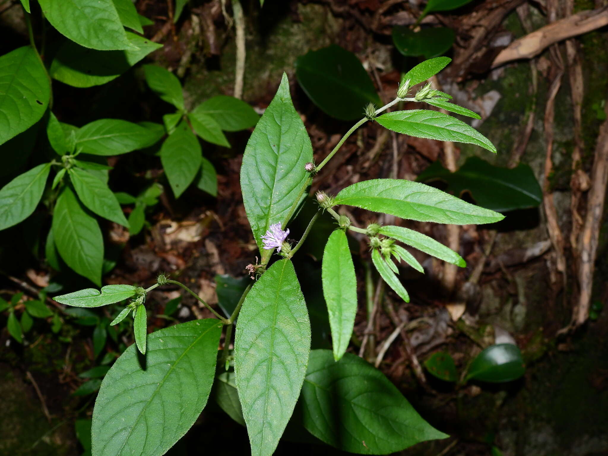 Image of Lepidaploa remotiflora (L. C. Rich.) H. Rob.