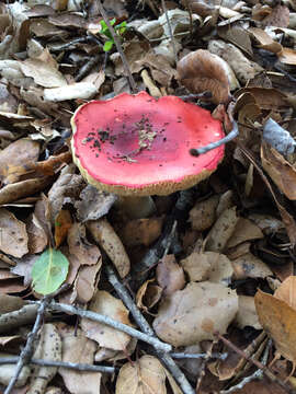 Image of Russula silvicola Shaffer 1975