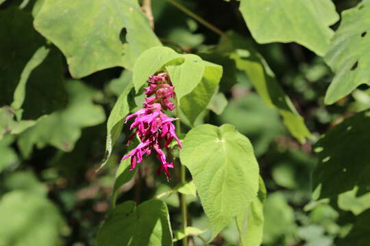 Image of Salvia vazquezii Iltis & Ramamoorthy