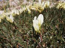 Image of Astragalus angustifolius Lam.