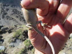 Image of Ruibal's Tree Iguana