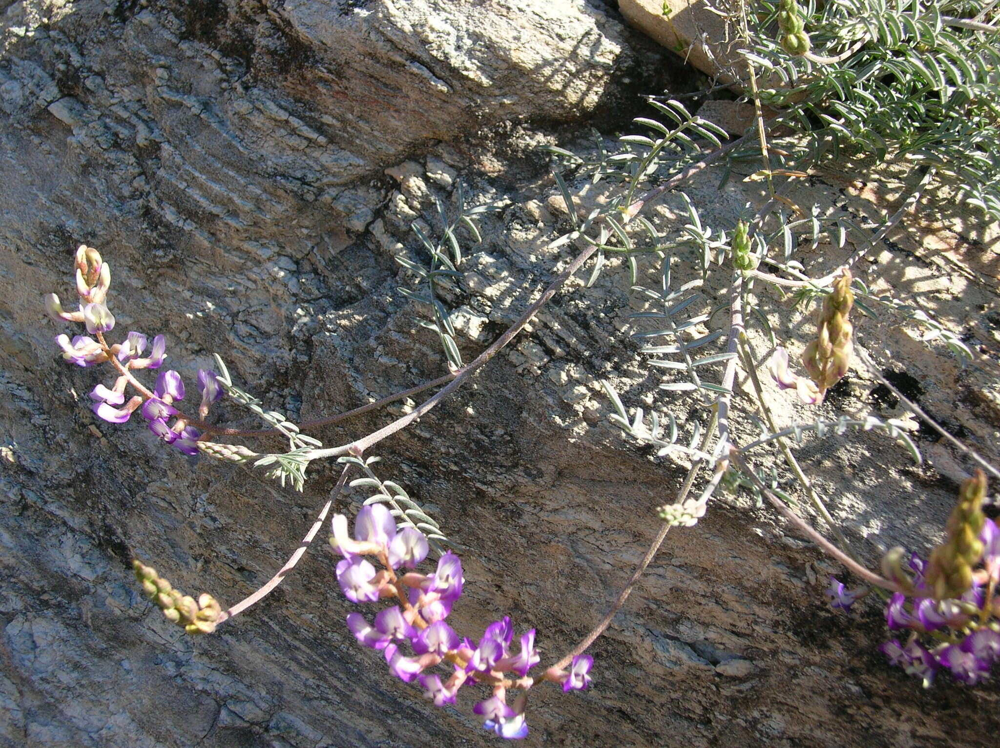 Imagem de Astragalus arizonicus A. Gray